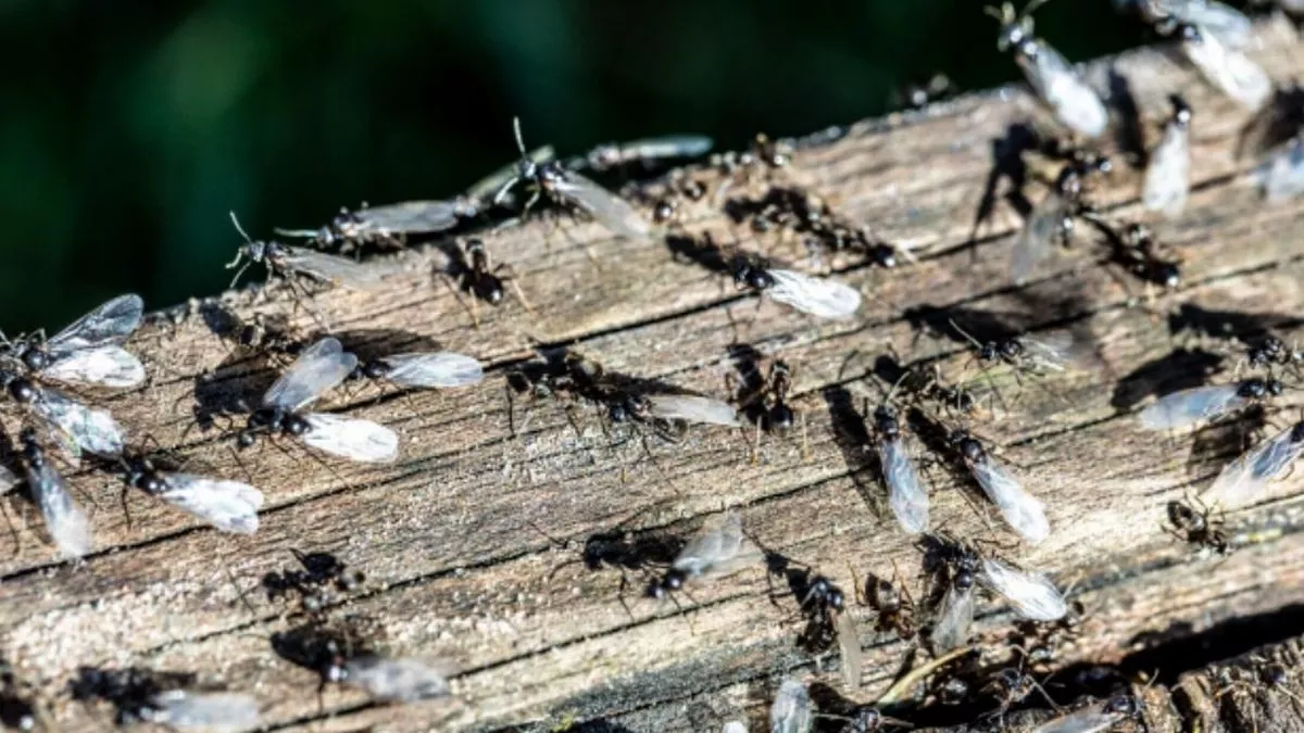 What Is Flying Ant Day?